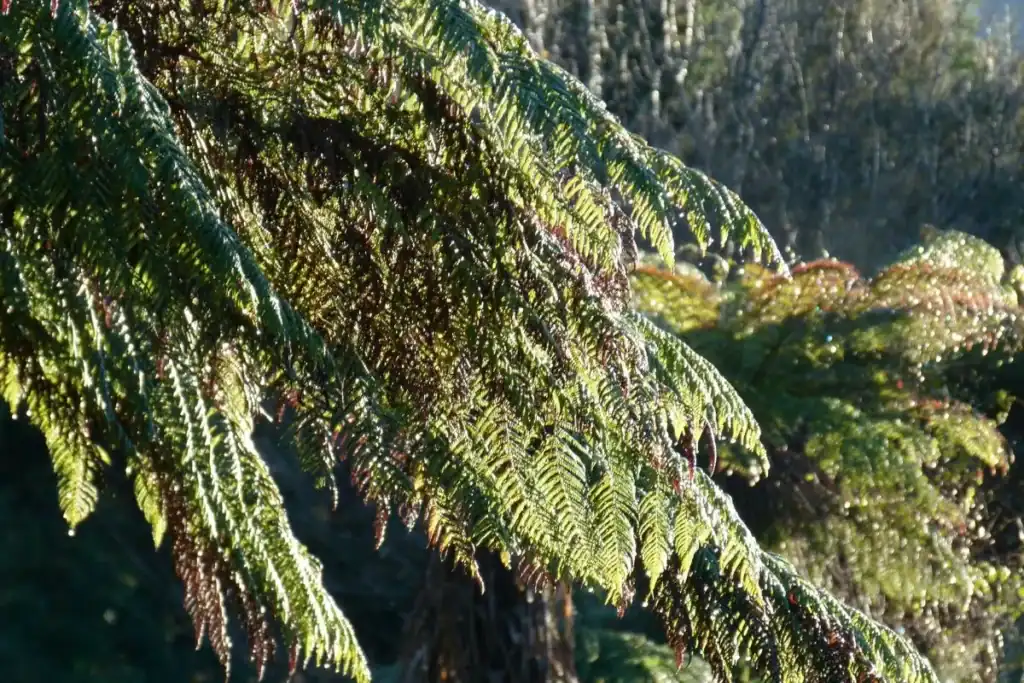 Fern in morning Aorere Valley
