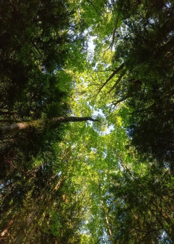 Canopy