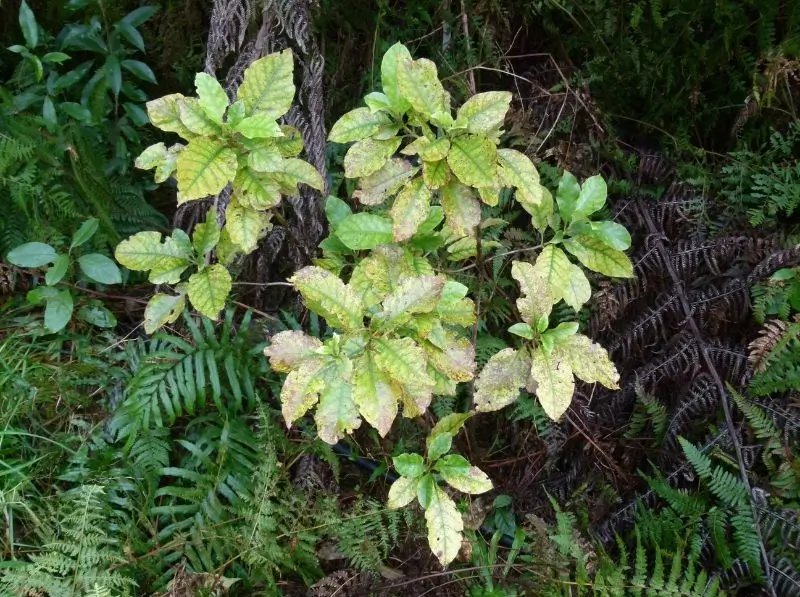 Special offer plant