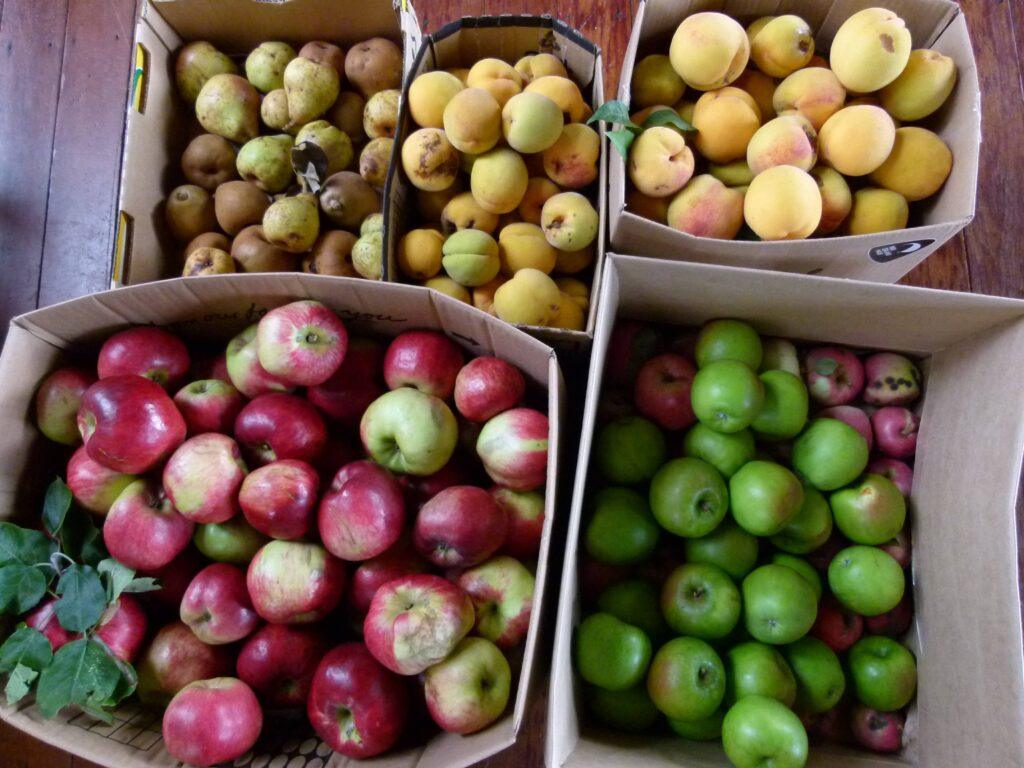 Four cardboard boxes of freshly harvested apples, pears and apricots on a wooden table